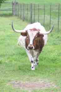 charging bull