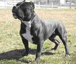 pit bull