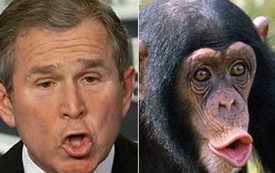 george Bush or chimp