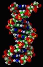 DNA