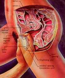 G-Spot