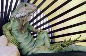 reclining lizard