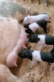 Suckling Pigs